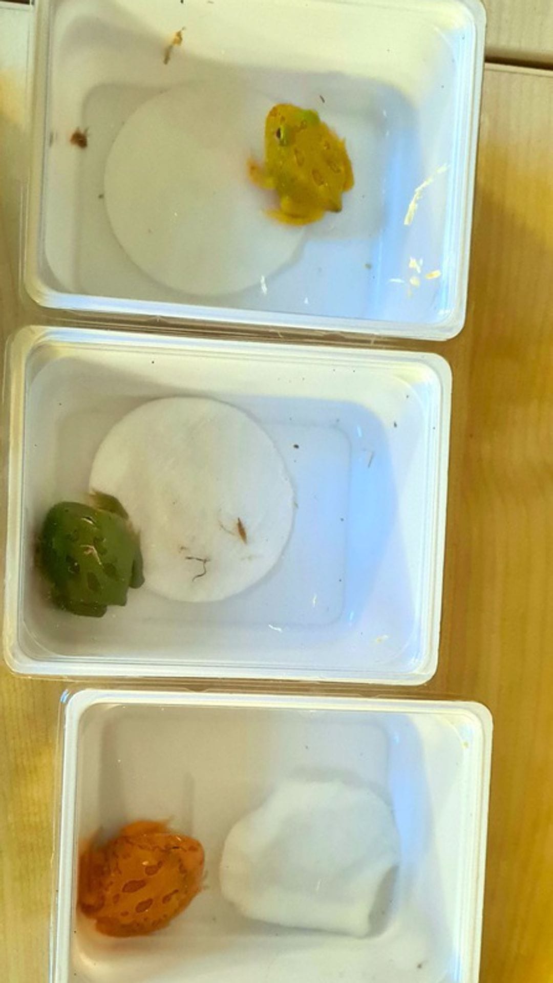 Auch exotische Frösche wurden sichergestellt.