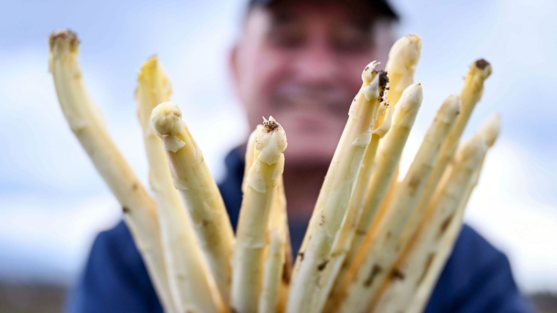 Zum Ende der Saison liegen die Preise für weißen Spargel aus Deutschland wieder über den saisonalen Tiefpreisen. (Archivbild)