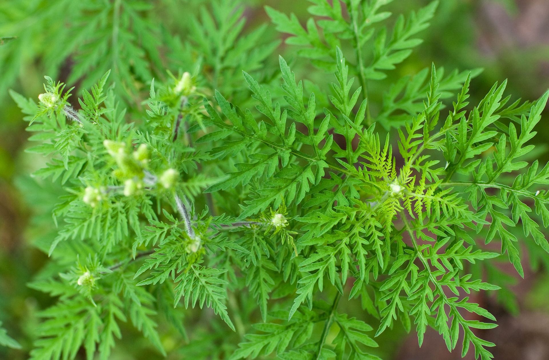Ambrosia - sieht harmlos aus, ist aber giftig und hoch allergen.