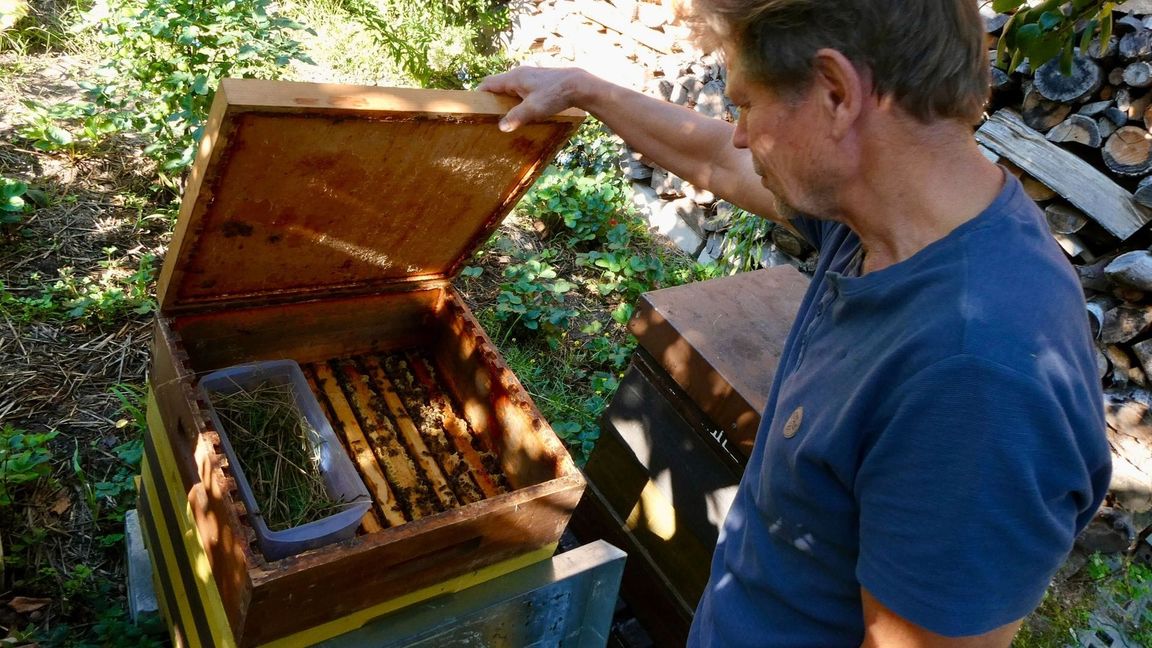 Käpnick schaut regelmäßig, ob es seinen Bienen gut geht. (Archivbild)