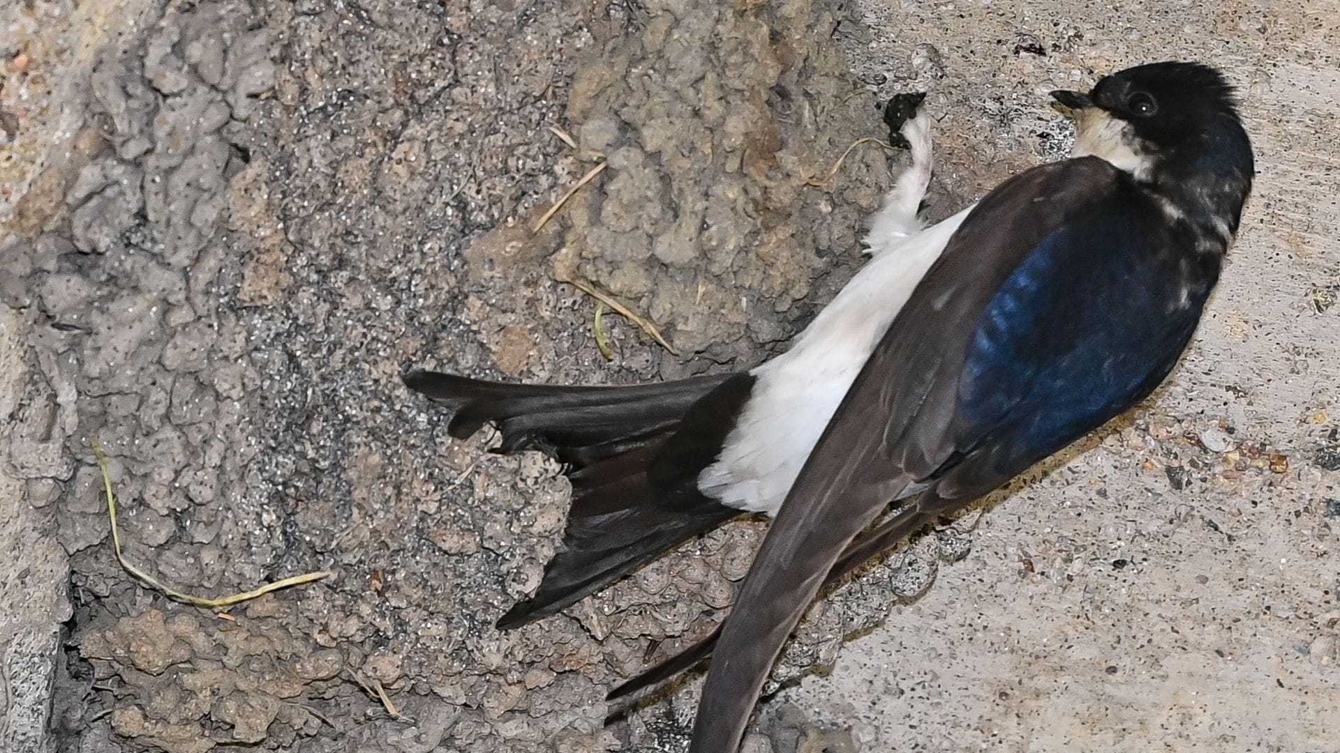 Bei dem Versuch, einen Vogel zu retten, brachte sich die 19-Jährige selbst in Gefahr. (Symbolbild)