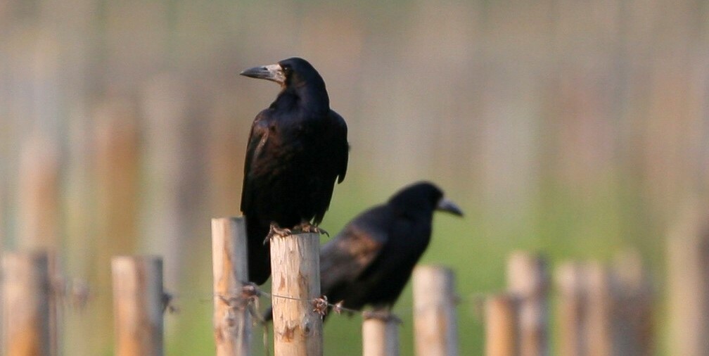 Krähen, Dohlen, Elstern gehören alle zu den Rabenvögeln.