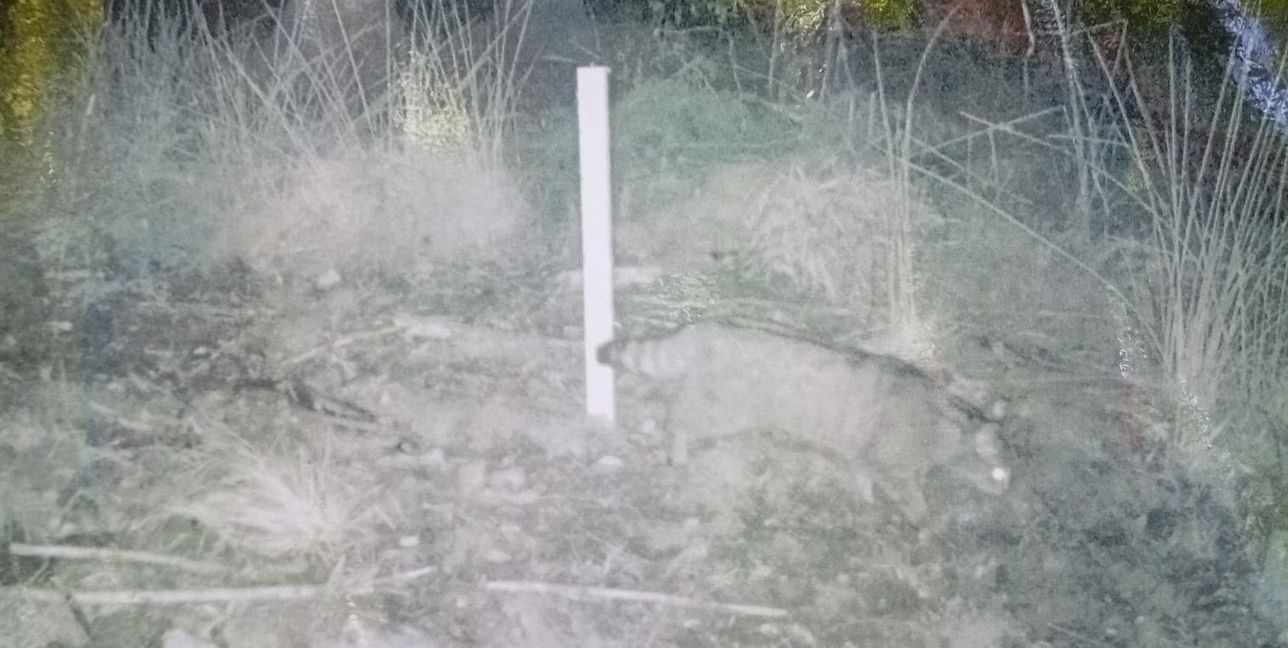 Eine Wildkamera fotografierte die Wildkatze am Holzpflock.