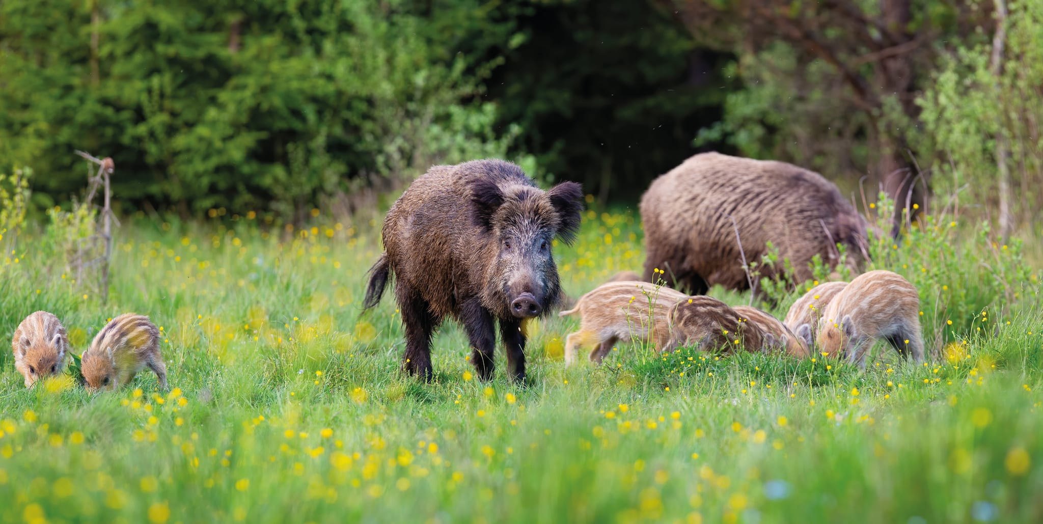 Wildschweine verteidigen ihren Nachwuchs vehement, wenn sie Gefahr sehen.