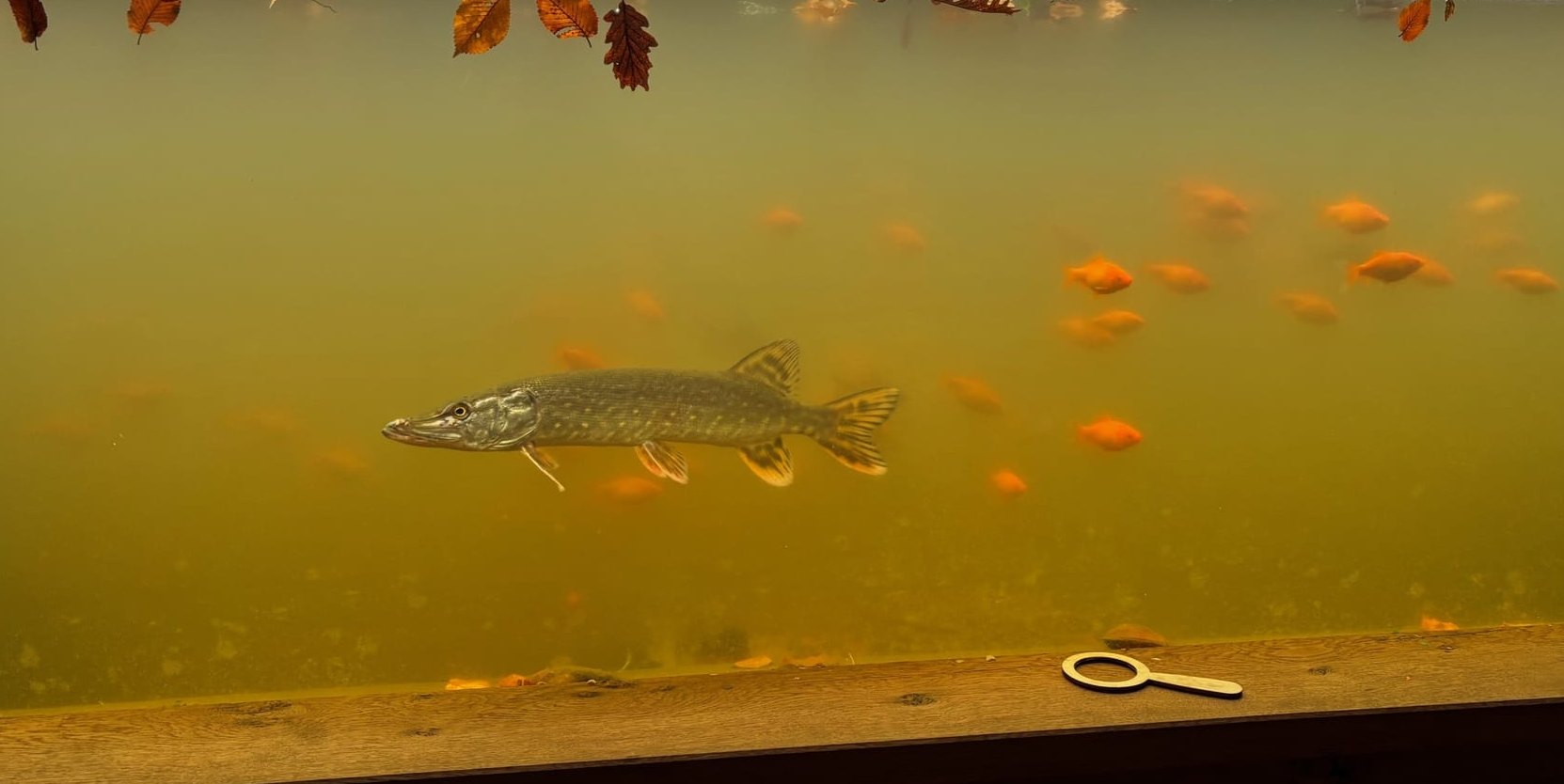 Der neu eingesetzte Raubfisch soll das Gleichgewicht im Teichkino wiederherstellen.