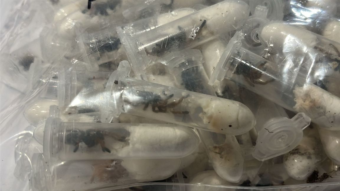 Der Zoll hat Vogelspinnen gefunden.