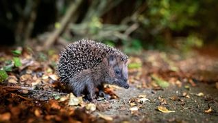Igel zählen zu den bedrohten Tierarten, für die geschützte Lebensräume wichtig sind.