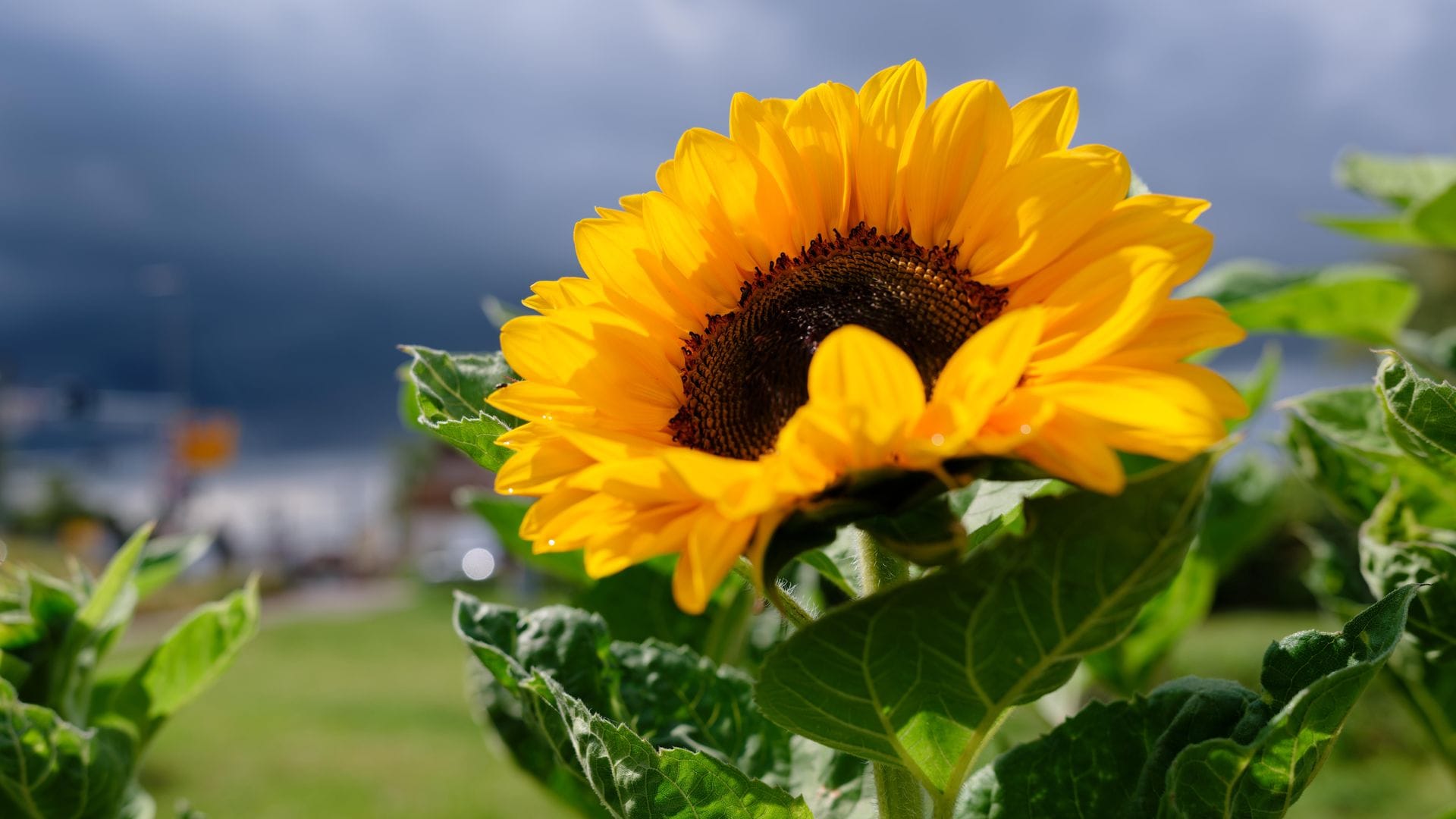 Wie wird das Wetter in der kommenden Woche? (Archivbild)