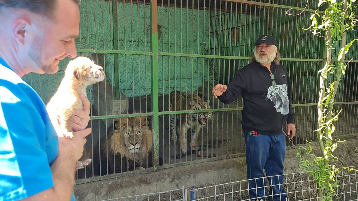 Tierarzt Gabriel Gaspar (l) mit dem Liger-Baby und Zoo-Besitzer Dorin Soimaru stehen vor dem Käfig, in dem die Eltern des Ligers, der Löwe und die Tiger-Dame zu sehen sind.