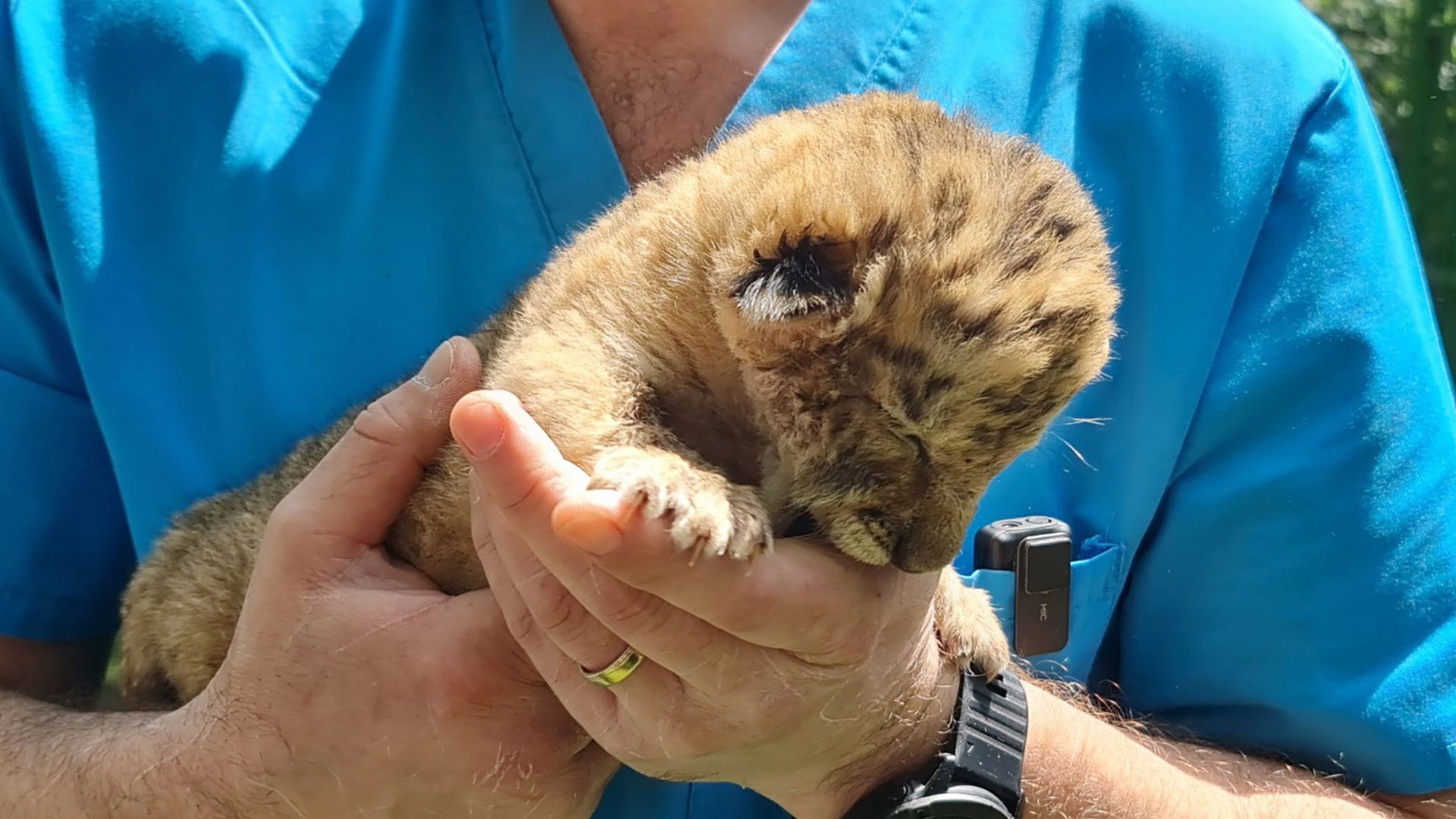 Ein Tierarzt hält das Liger-Baby aus demZoo von Zaharesti, nahe der Stadt Suceava, im Nordosten Rumäniens. Es wurde Mitte Mai geboren.