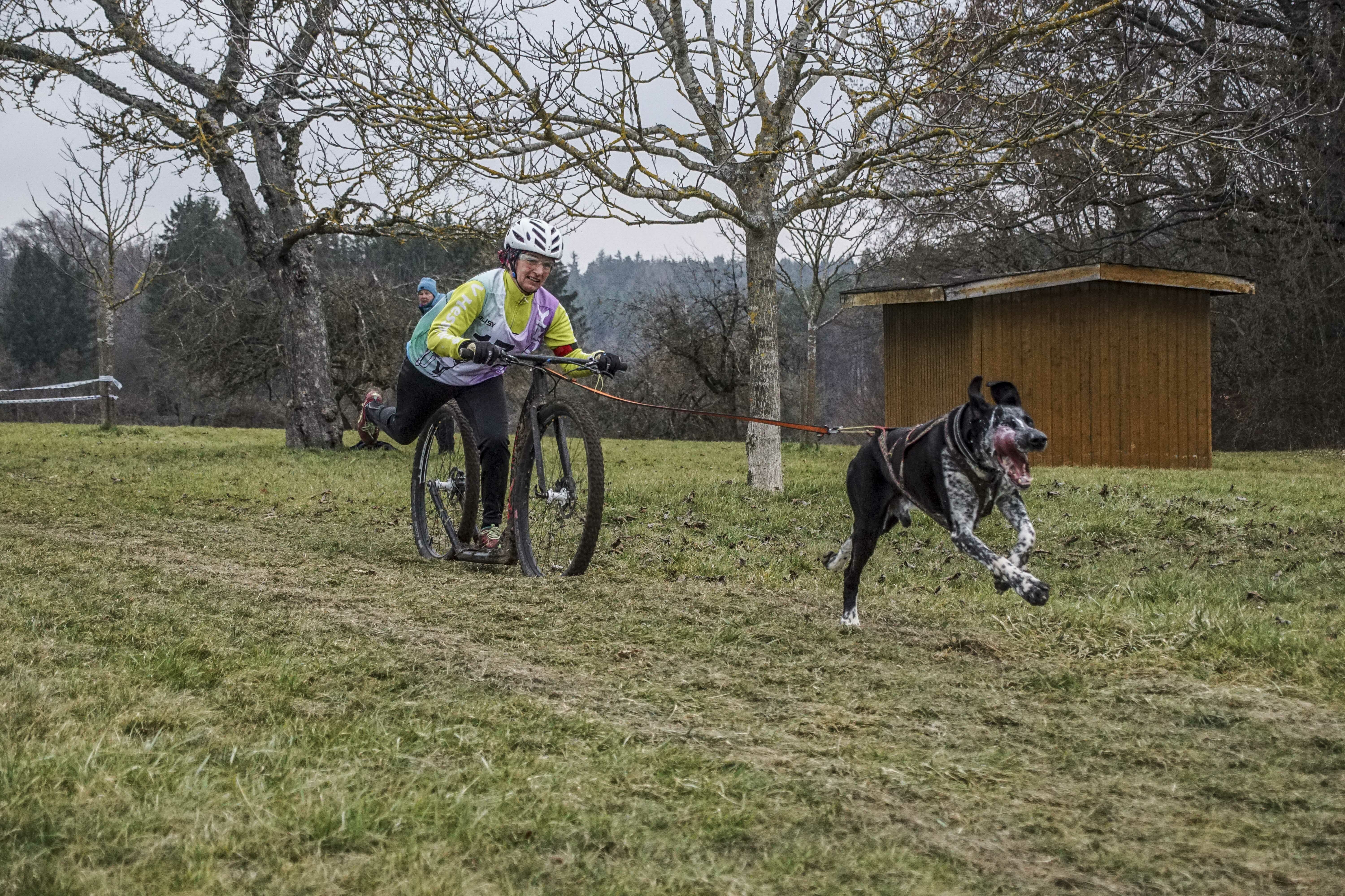 Im gestreckten Galopp auf der Zielgeraden. Bild: Dettenmeyer