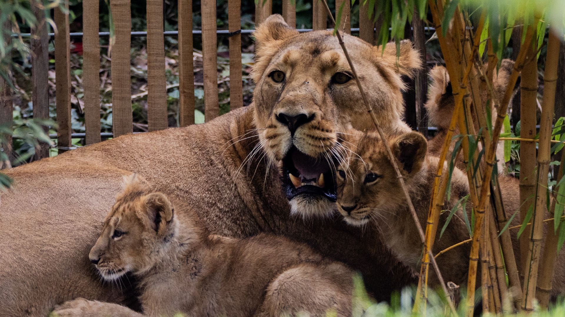 Der Wurf von Löwin «Gina» war die erste Löwengeburt im Kölner Zoo seit 20 Jahren.