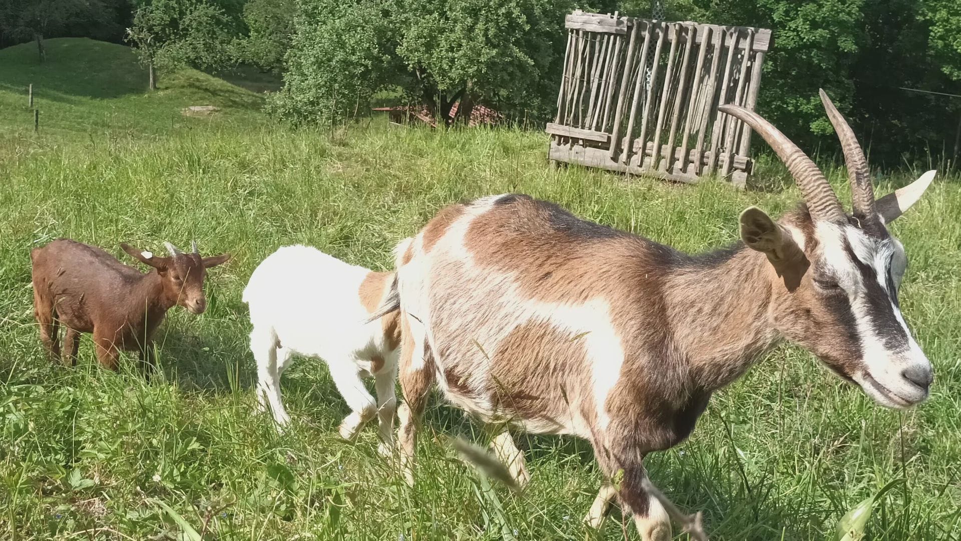 Die Geiß weiß, wo die Büsche stehen.