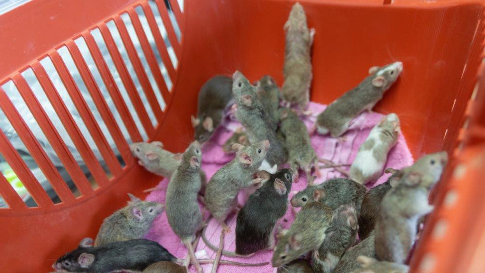 Es gibt immer mehr Fälle von „Animal Hoarding“.