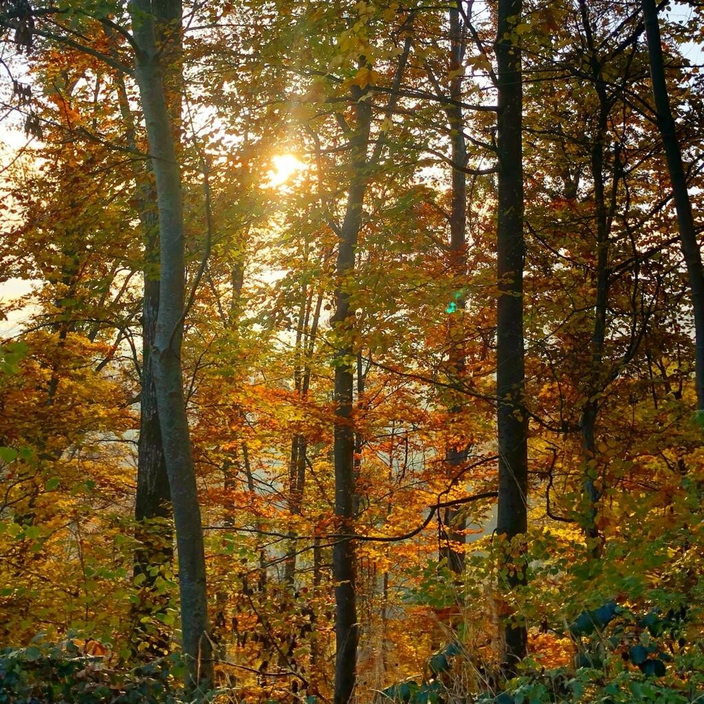 Im Herbst färben sich die Blätter im Wald. Bild: Hamann