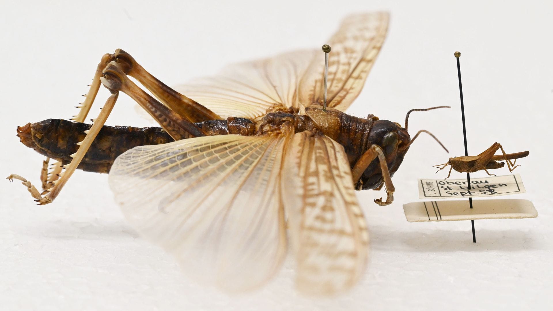 Beeindruckender Größenunterschied: Während die Dornschrecke (rechts) hierzulande häufig vorkommt, werden Wanderheuschrecken (links) eher in Terrarien gehalten.