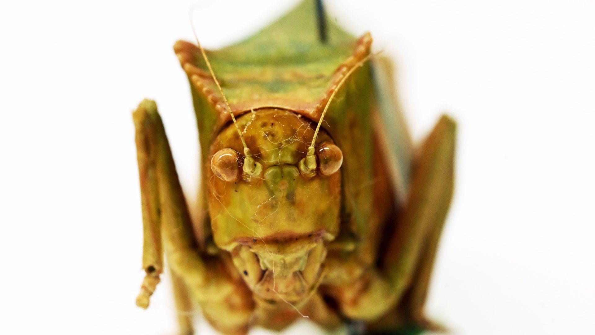 Riesenblattschrecken zählen zu den größten Insekten der Welt.
