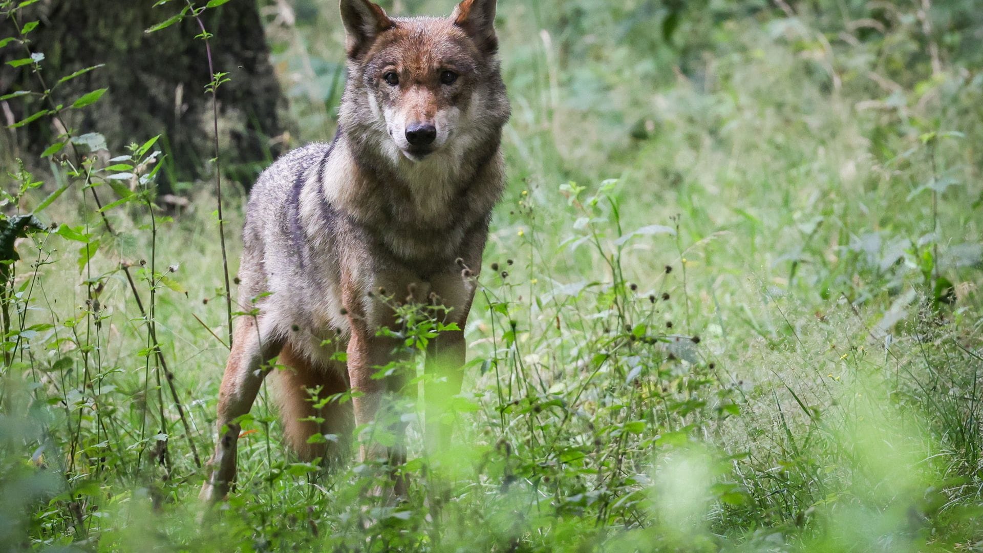 Der Wolf soll ins Jagdrecht aufgenommen werden. (Archivbild)