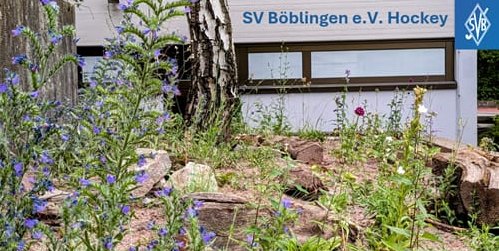 Als Ausgleich für den Kunstrasenplatz und versiegelte Bereiche wurden bei der Hockeyabteilung der SVB Maßnahmen zum Schutz und Förderung der Artenvielfalt getroffen.