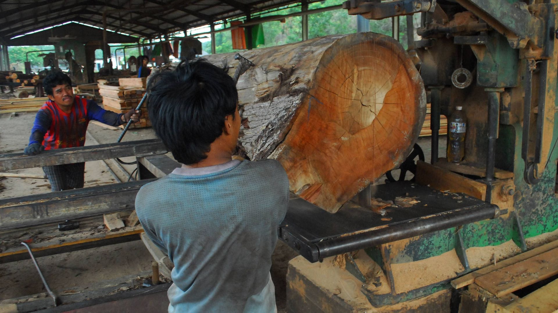 In wenigen Jahren wird es in Indonesien keine Urwälder mehr geben.