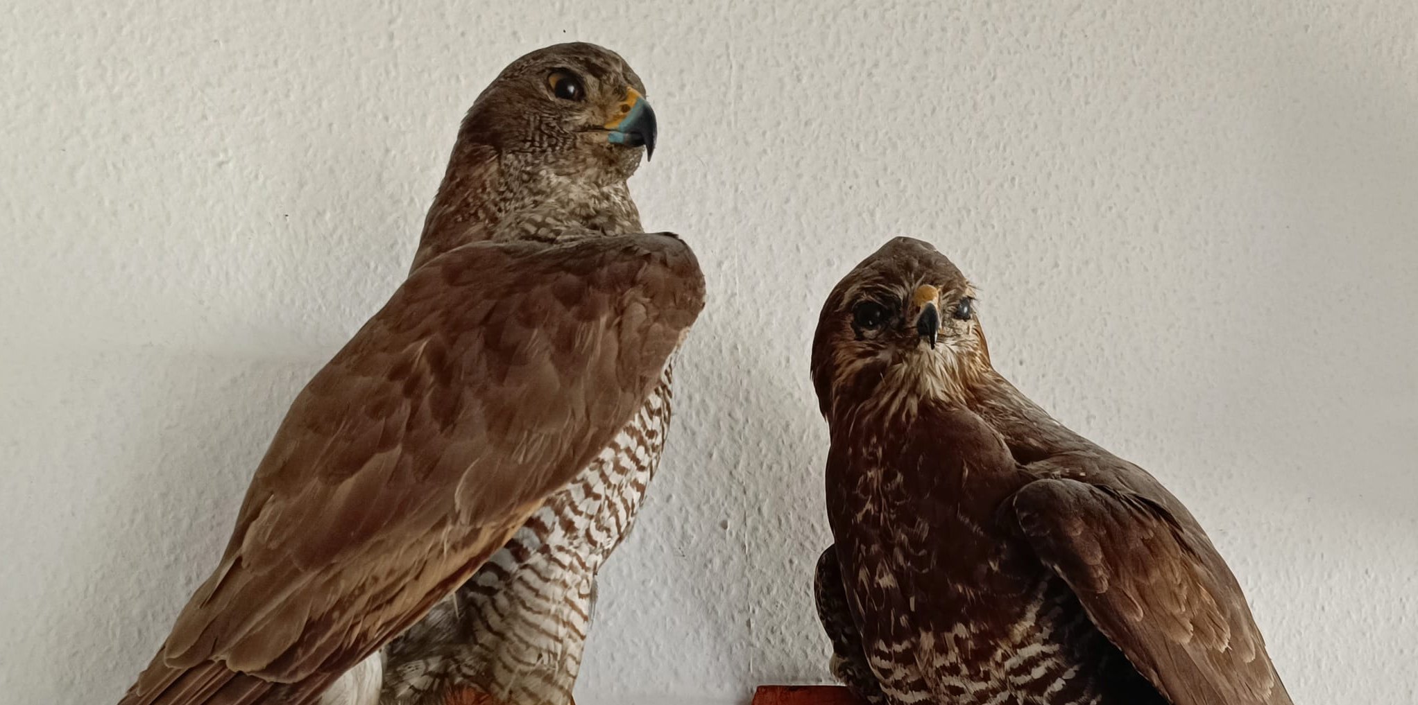 Berthold Hinderer zeigt im Appeleshof seine präparierten Tiere. Bild: z