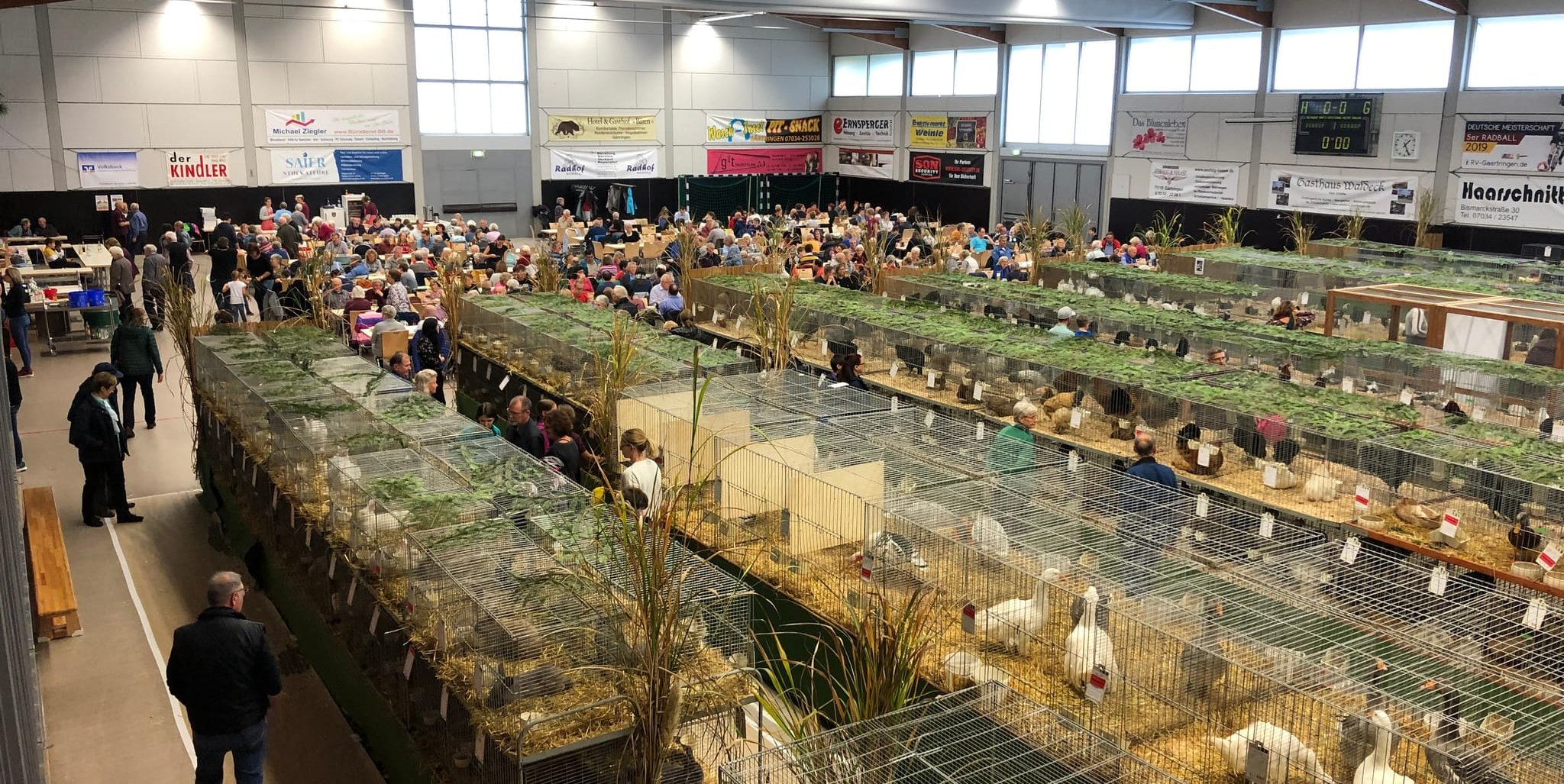 In Gärtringen findet die Kleintierschau statt.