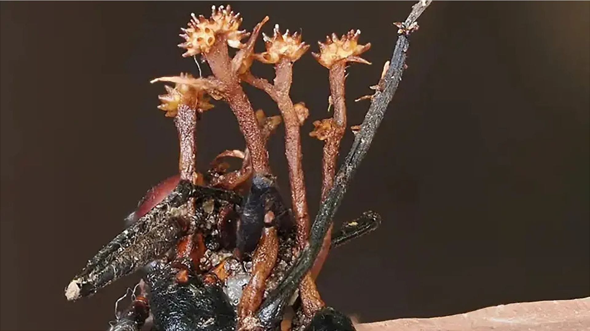 Die neuentdeckte Hyperparasitenart Pleurocordyceps cornusynnemata ist nach ihren auffälligen hornförmigen Strukturen benannt, hier zu sehen, wie sie auf einer toten Ameise wächst.