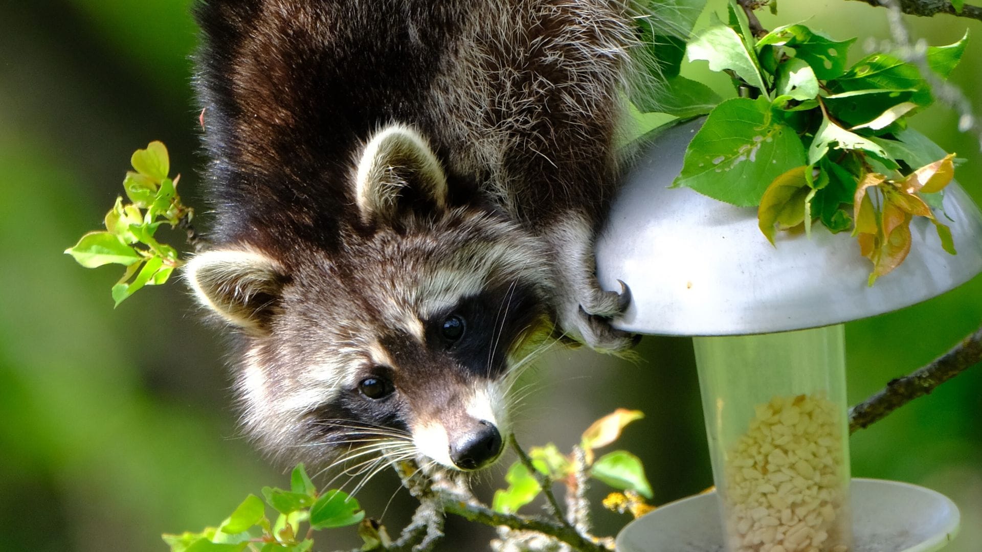 Ein Waschbär treibt derzeit in einem Garten in Stuttgart-Feuerbach am Lemberg sein Unwesen.