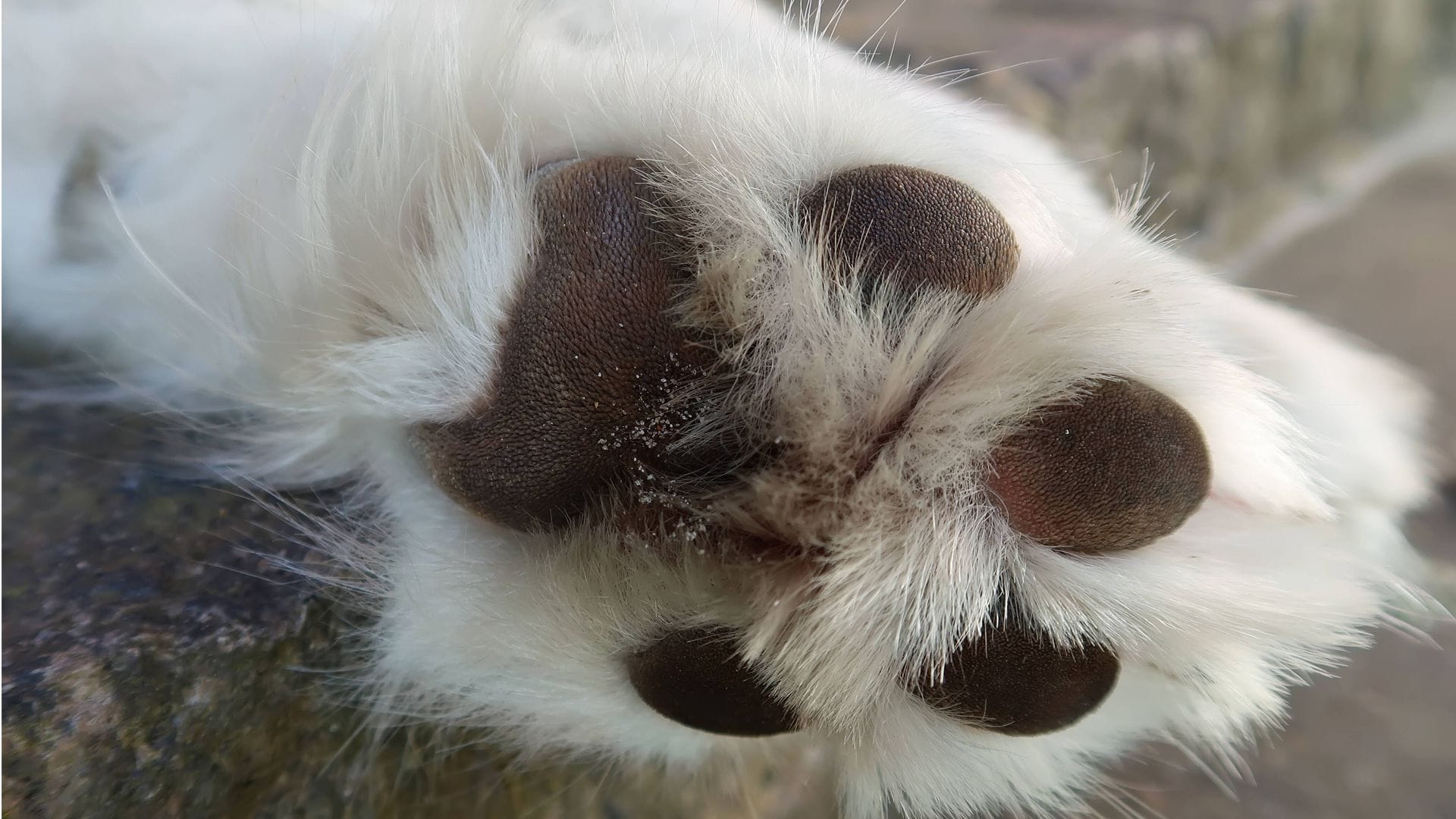 Der einfachste Test komme dabei ganz ohne Thermometer aus. Wenn Sie Ihre Hand nicht mindestens sieben Sekunden auf dem Asphalt halten können, ist der Untergrund auch für Ihren Hund zu heiß.