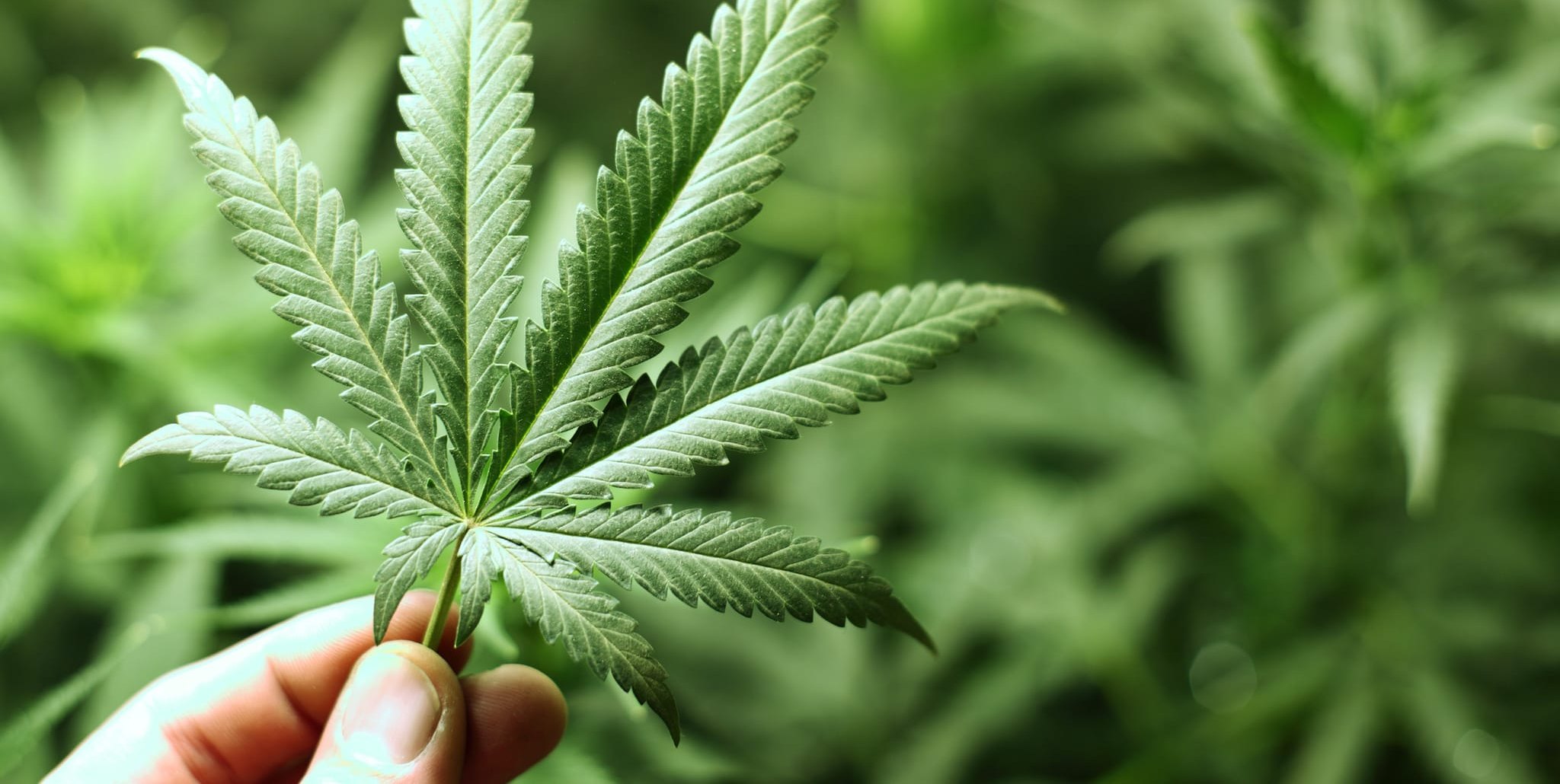 Eigentlich ist Hanf eine harmlose Nutzpflanze. Wenn daraus Cannabis wird, sieht die Sache wieder anders aus.