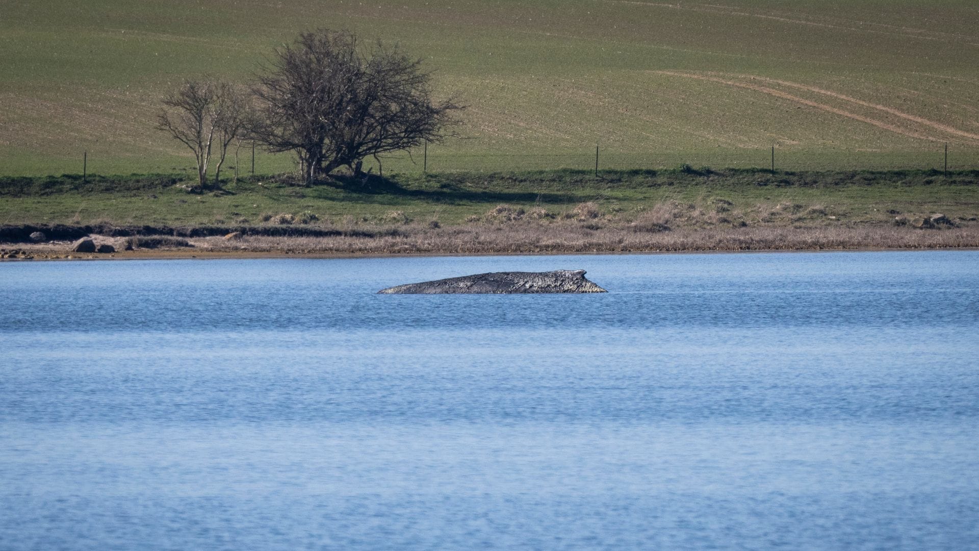 Nicht nur heute, sondern schon vor Jahrhunderten bewegte das Auftauchen von Walen an der Ostseeküste die Menschen stark. Der Blick hat sich aber gewandelt. (Archivbild)