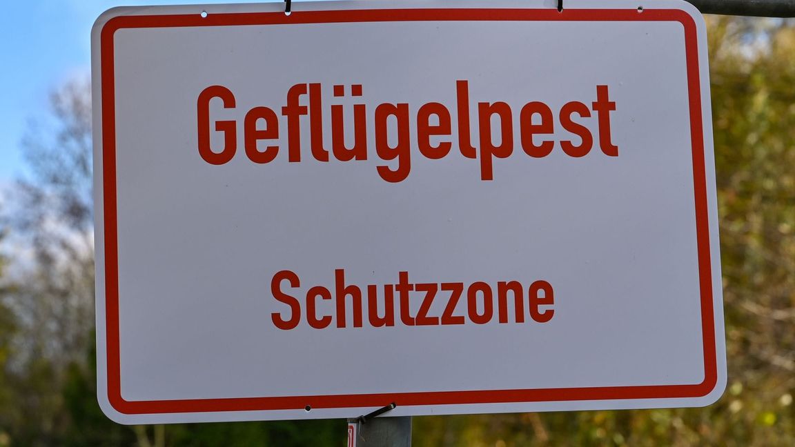 Nach Angaben des Friedrich-Loeffler-Instituts sind immer mehr Geflügelhaltungen in Deutschland von der Geflügelpest betroffen. In Betrieben in neun Bundesländern gab es bislang Seuchenausbrüche. (Symbolbild).