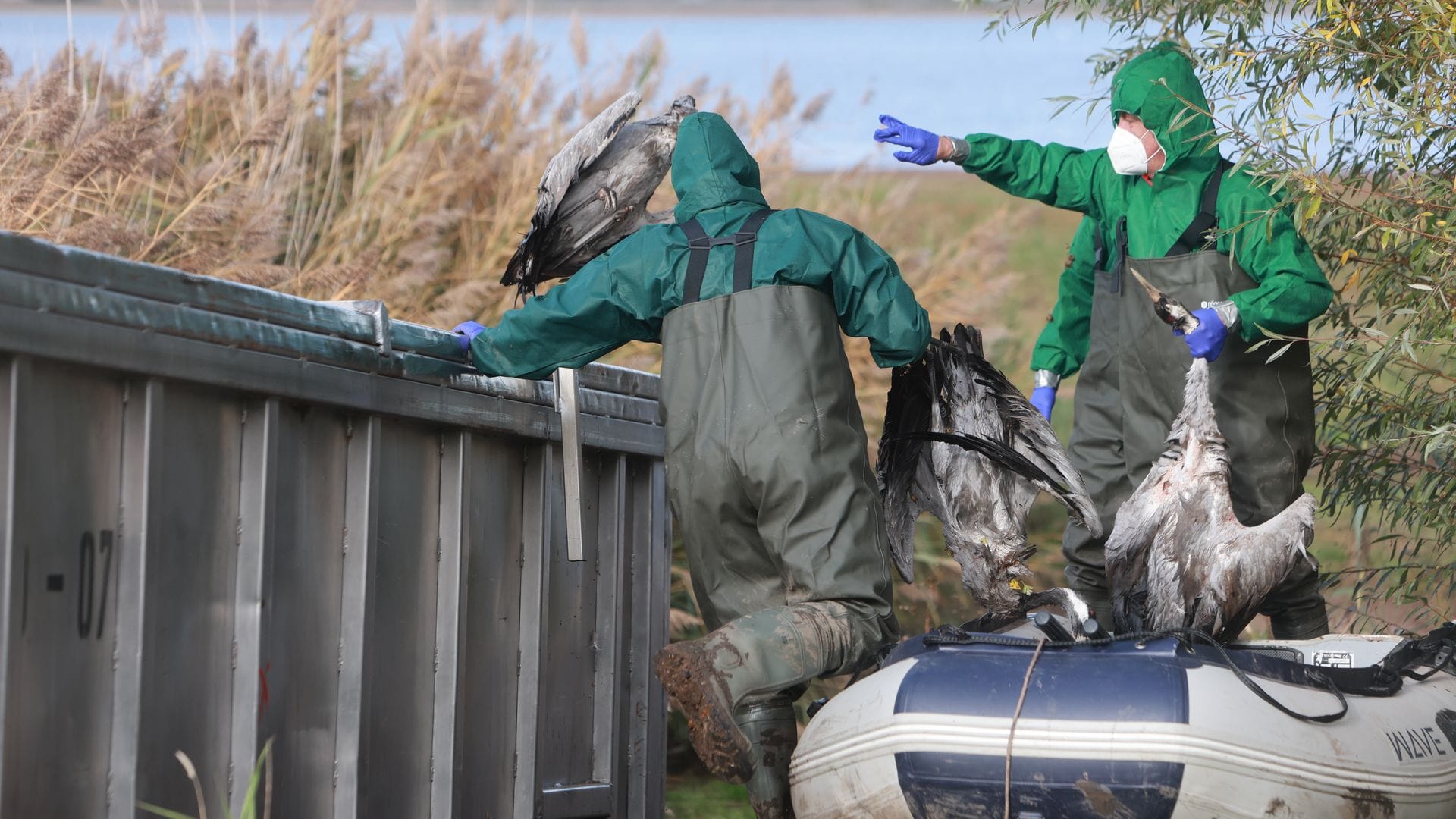 Kraniche verenden derzeit in großer Zahl an der Vogelgrippe. (Archivbild)