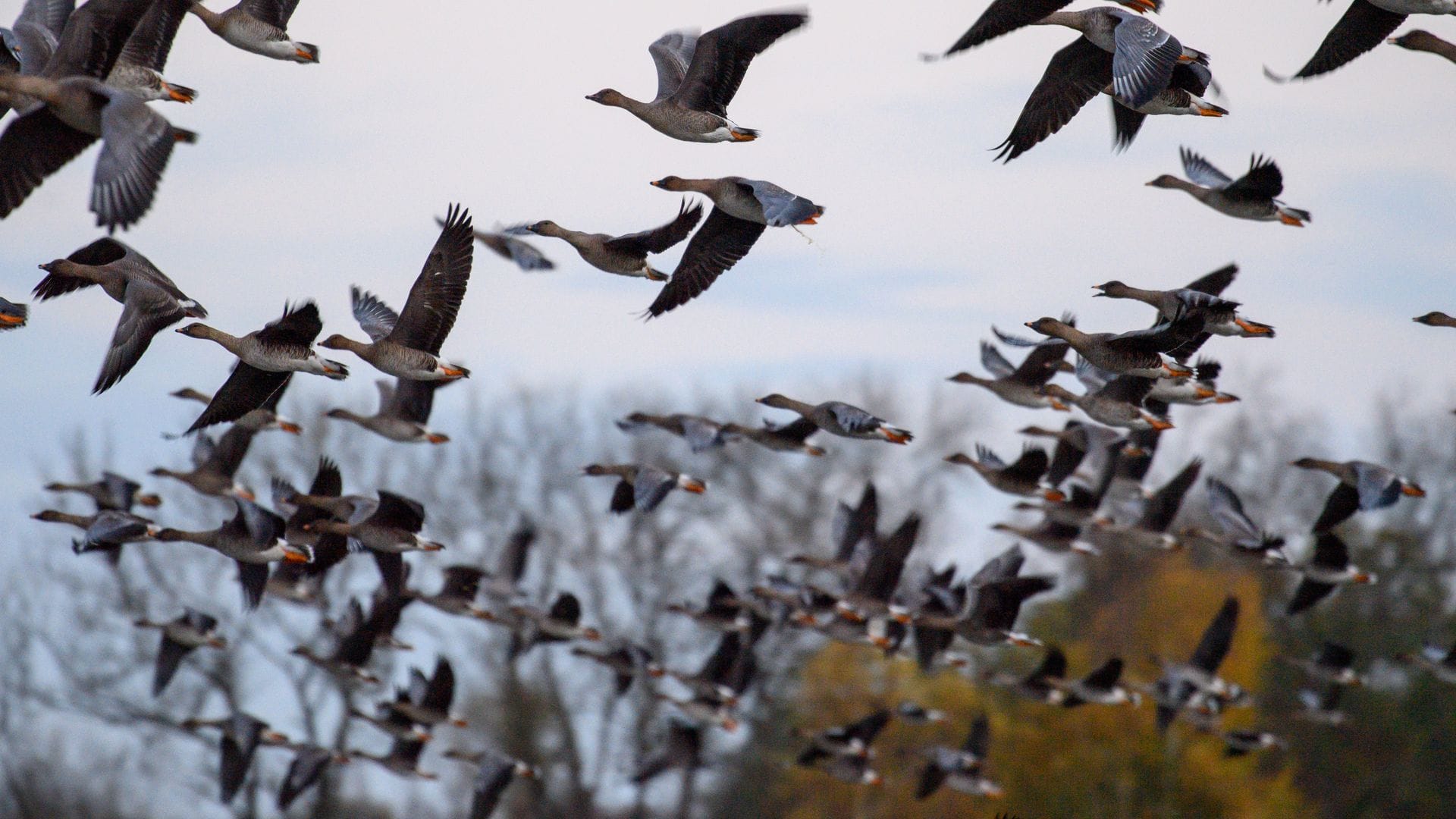 Mit dem Vogelzug erhöht sich alljährlich im Herbst die Gefahr, dass auch das Vogelgrippe-Virus eingeschleppt wird. (Symbolbild)
