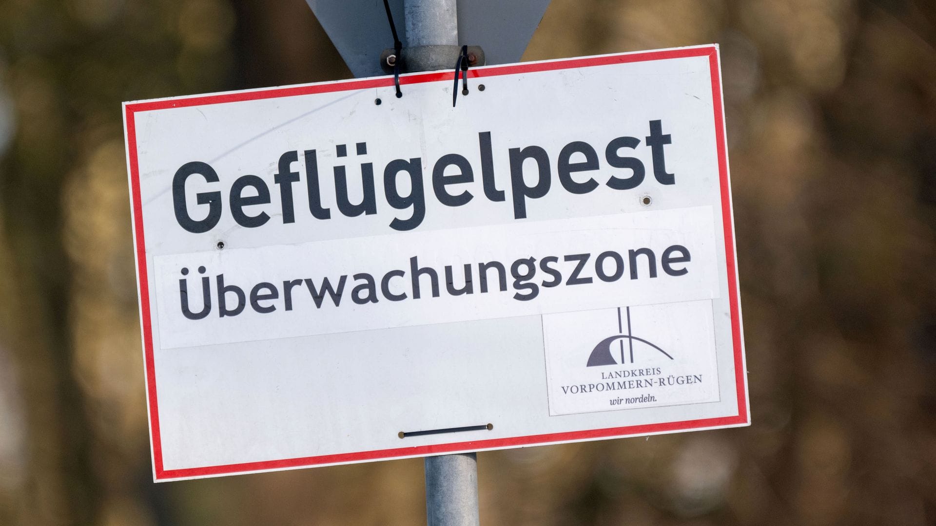 Nach Vogelgrippe-Ausbrüchen in zwei Geflügelhaltungen in Vorpommern mussten rund 150.000 Tiere gekeult werden. (Archivbild)