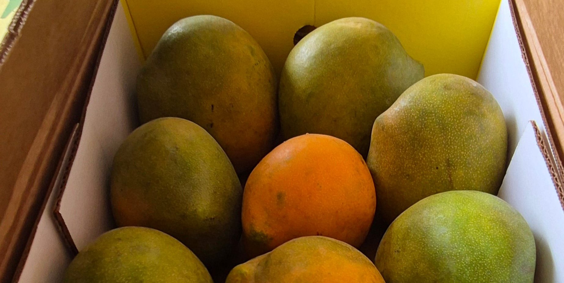 Die Mangos sind heiß begehrt.