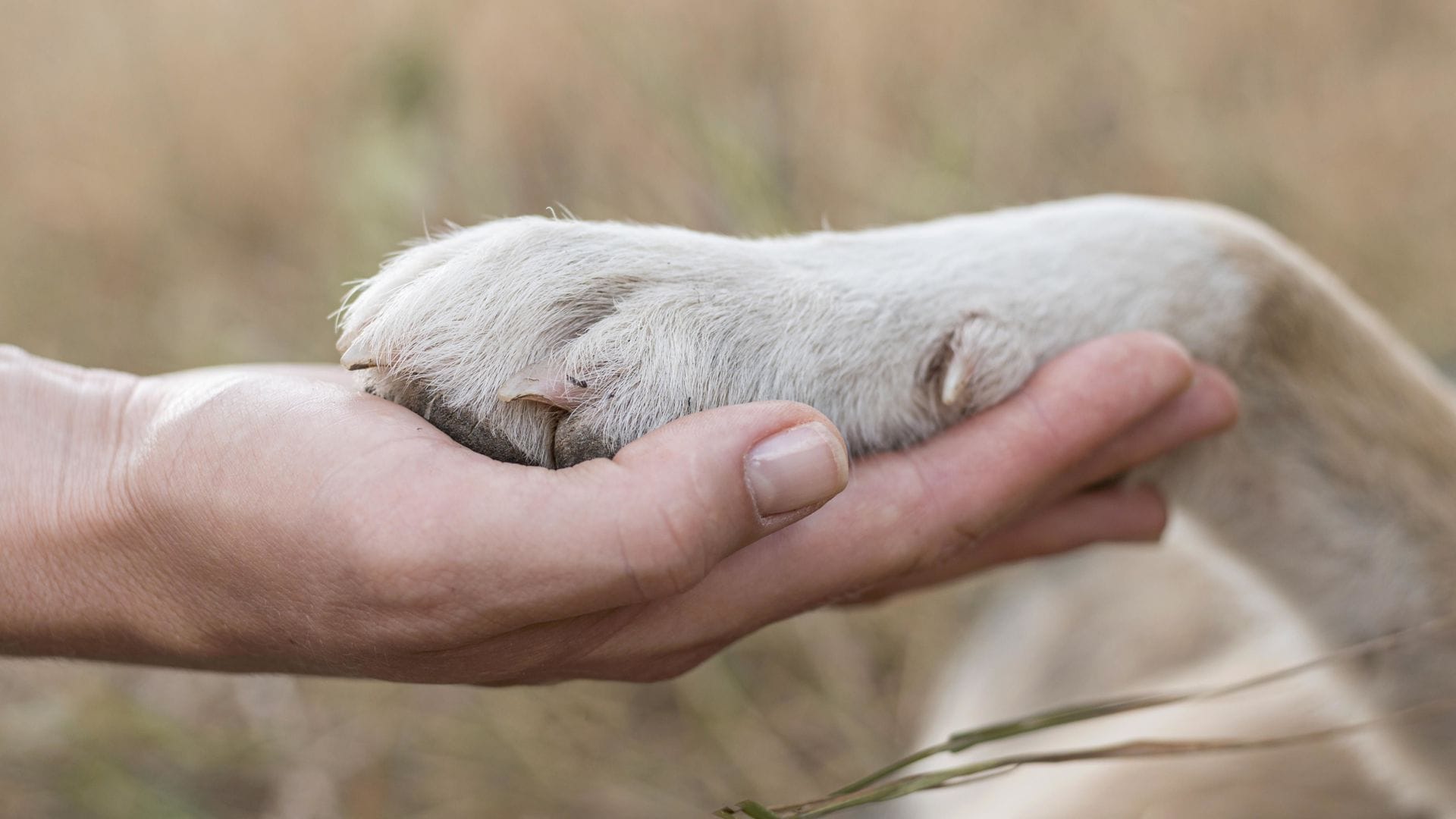 Warum Hunde einmalig sind? Sie  sind Spielgefährten, Lebensbegleiter, Kind-Ersatz, Mittel gegen Einsamkeit und werden geliebt  wegen ihrer bedingungslosen Treue.