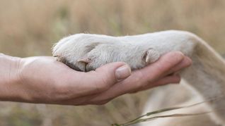 Warum Hunde einmalig sind? Sie sind Spielgefährten, Lebensbegleiter, Kind-Ersatz, Mittel gegen Einsamkeit und werden geliebt wegen ihrer bedingungslosen Treue.