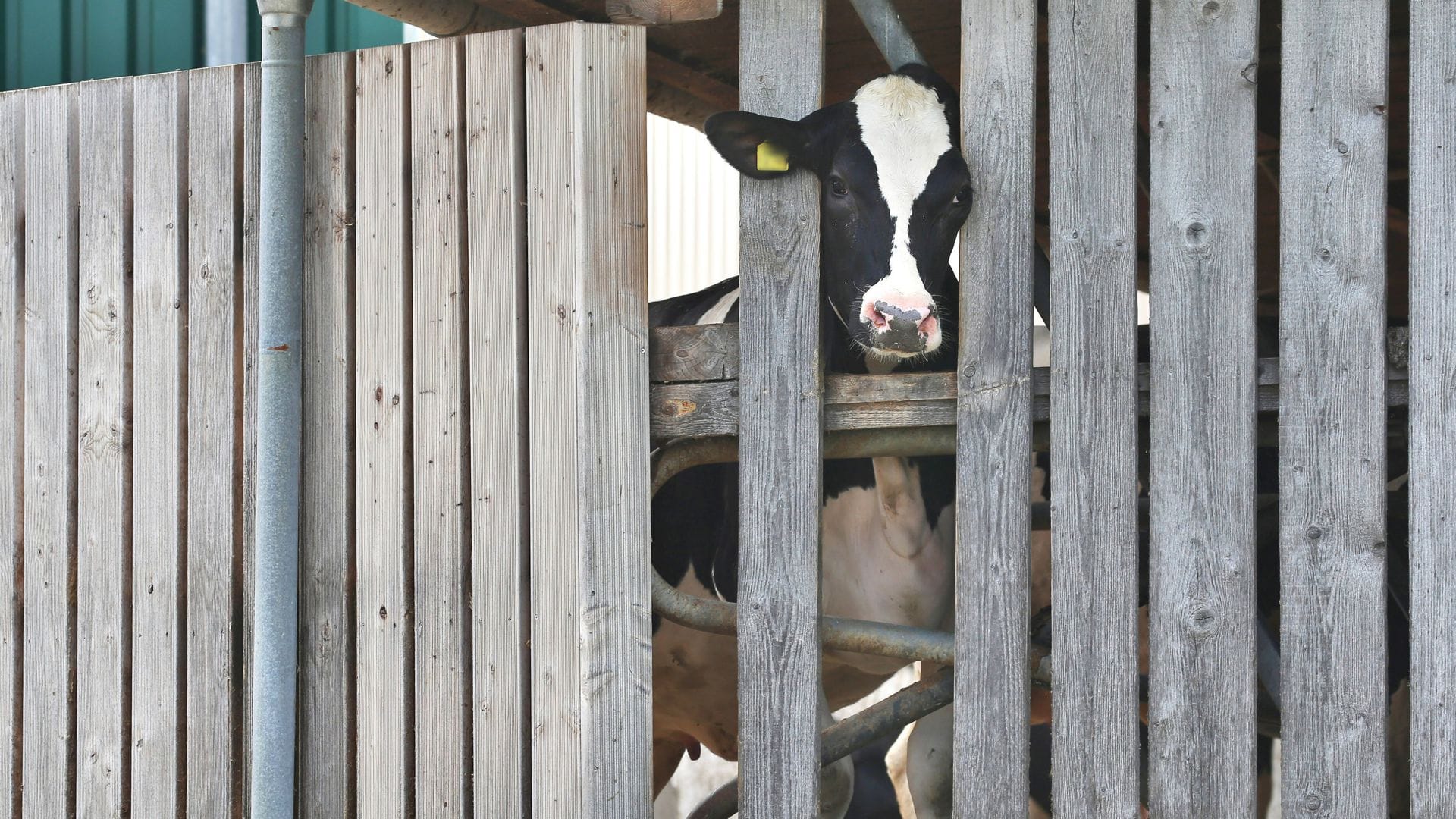 Bereits im Jahr 2019 war gegen den Betrieb im Allgäu ermittelt worden.