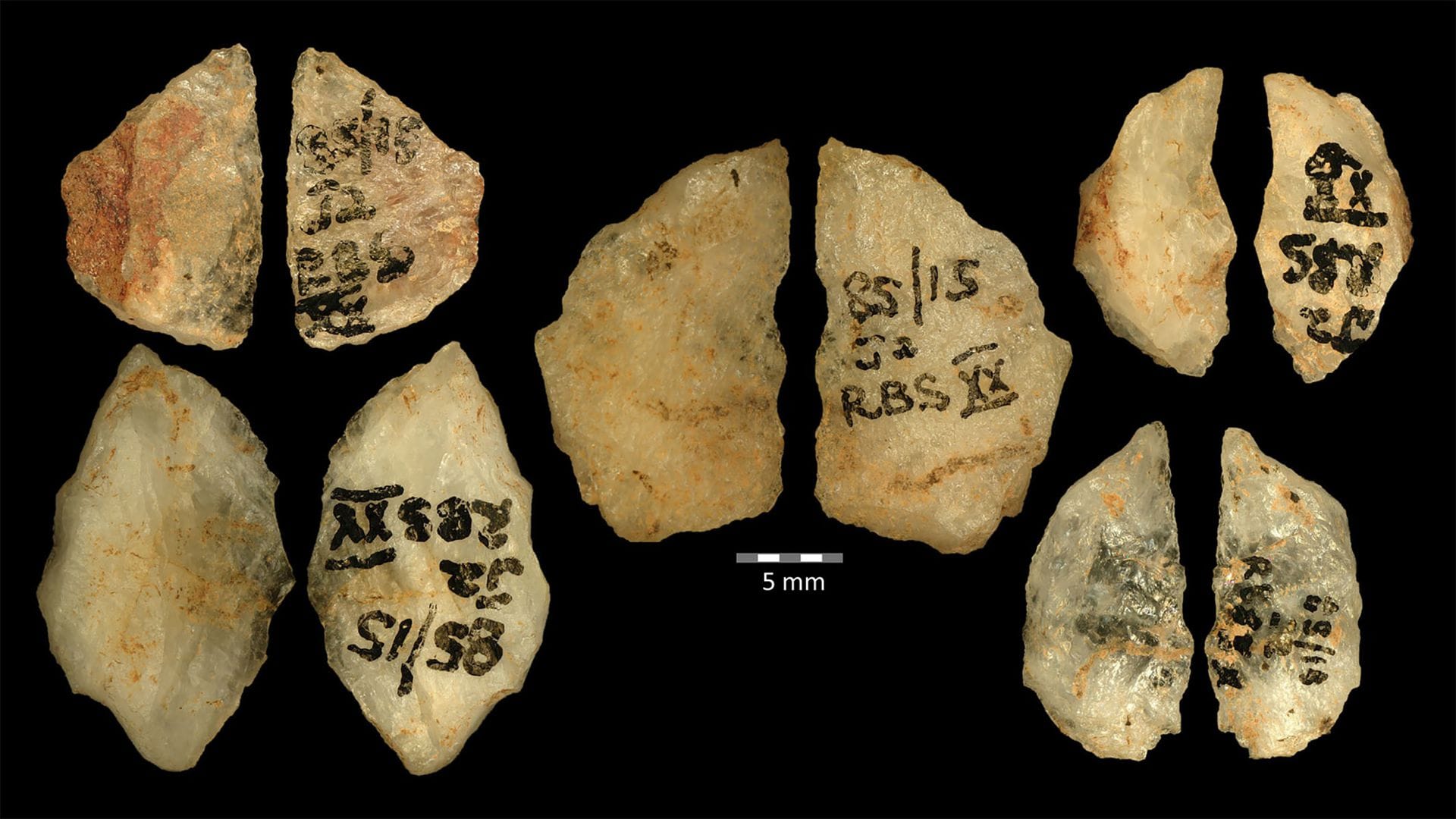Die Vor- und Rückseiten der fünf 60.000 Jahre alten Pfeilspitzen mit dem Gift von Boophone. Sie stammen aus dem Umhlatuzana-Felsüberhang in Südafrika.