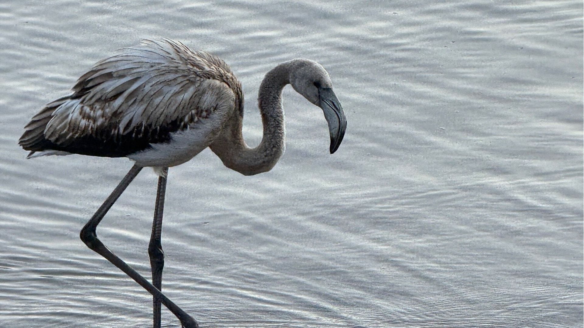 Der Flamingo steht am Ufer des Titisees im Schwarzwald.