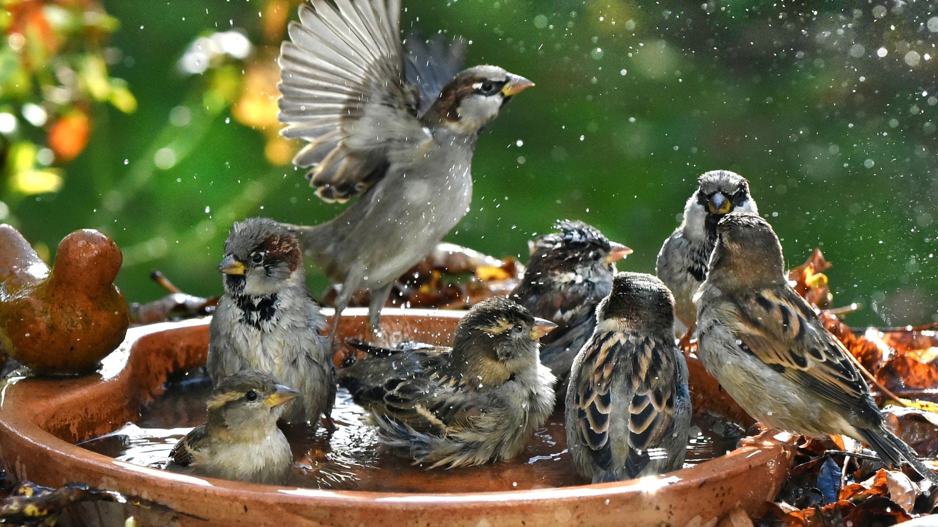 Haussperlinge sind immer in der Gruppe unterwegs und brauchen deshalb Nistplätze und Nahrung für viele Vögel. (Symbolbild)