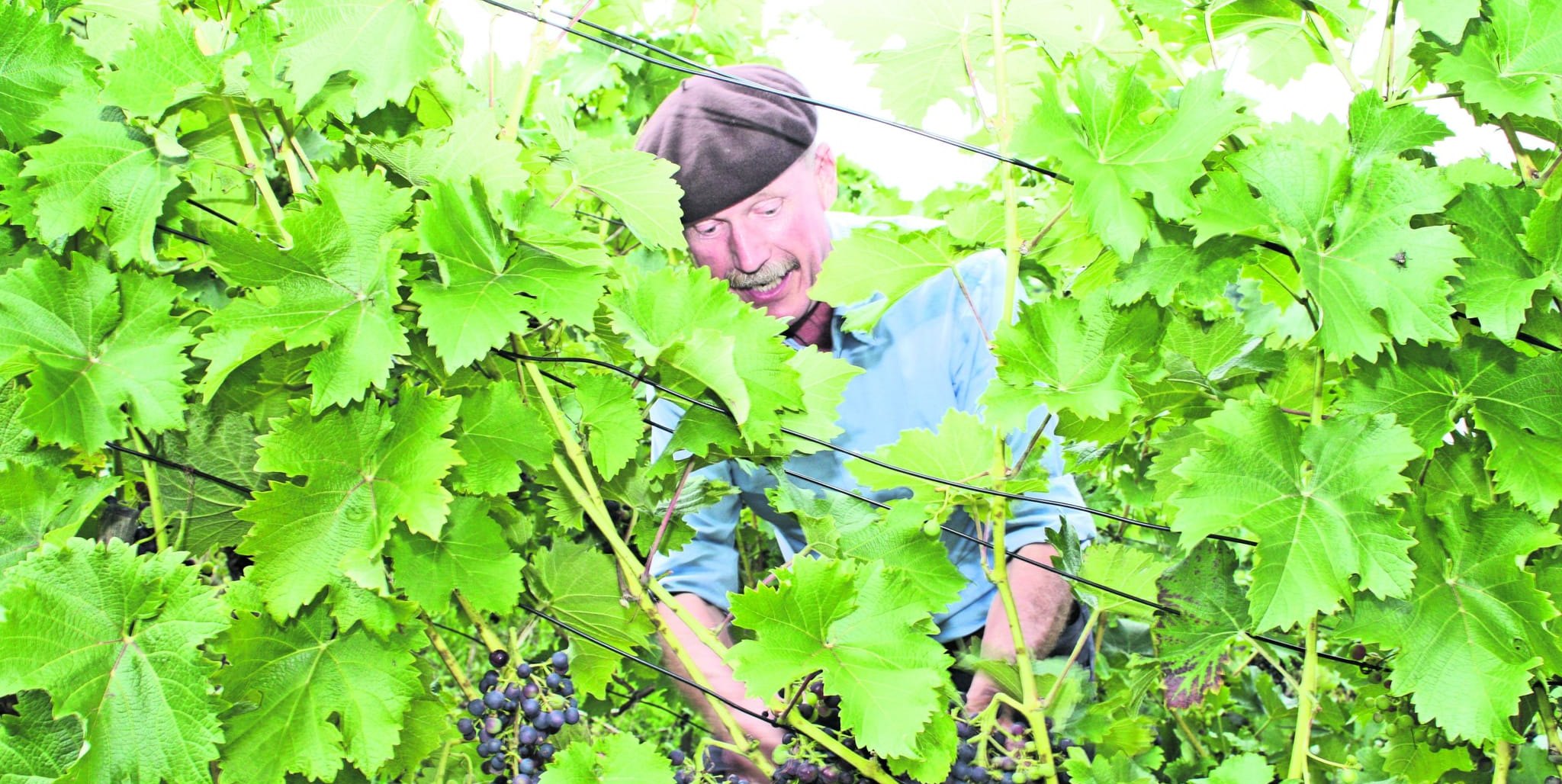 Thomas Speer lädt in seinen Weinberg.