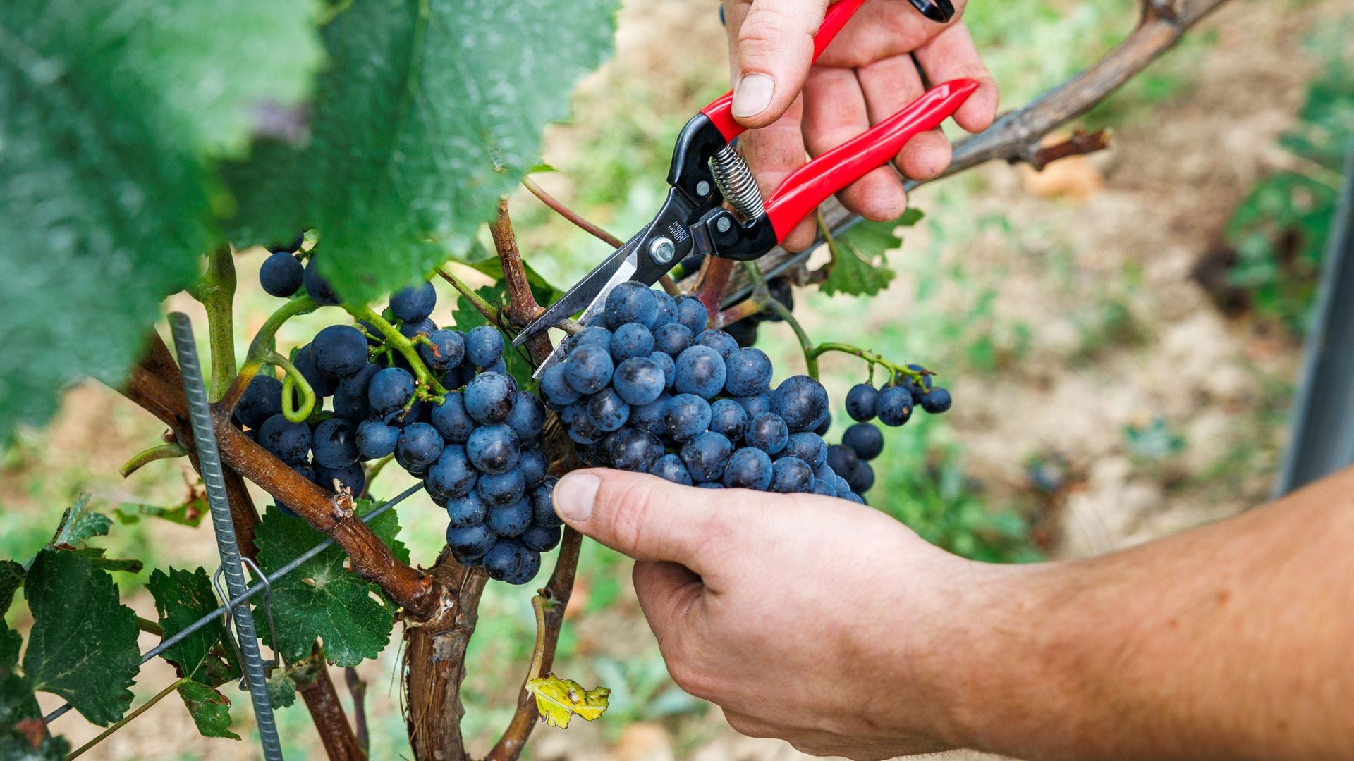 Bauernpräsident Joachim Rukwied sagt, der Weinbau sei in der größten Krise seit Jahrzehnten.(Archivbild)
