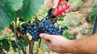 Bauernpräsident Joachim Rukwied sagt, der Weinbau sei in der größten Krise seit Jahrzehnten.(Archivbild)