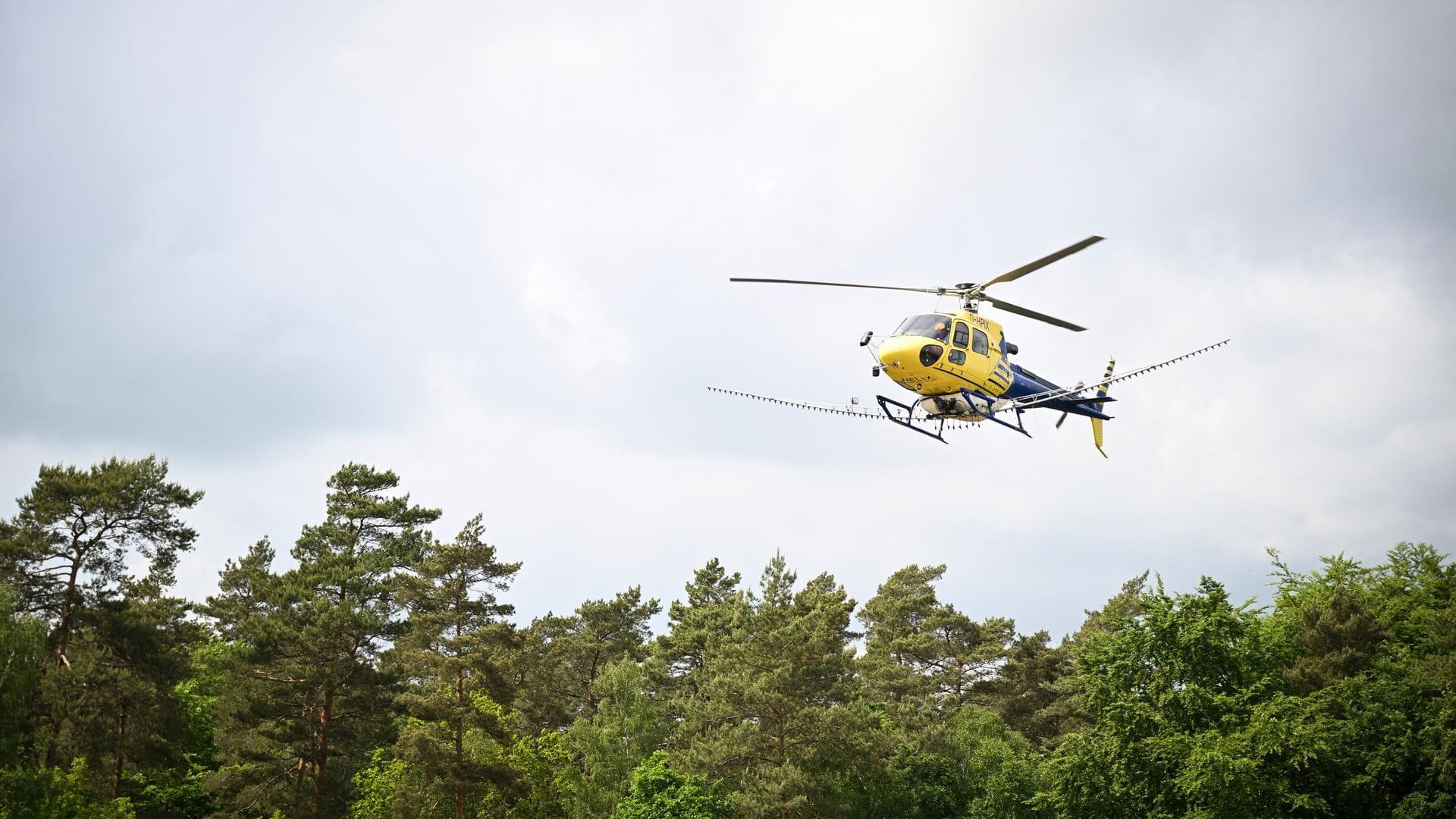 In Mecklenburg-Vorpommern, Sachsen-Anhalt und Brandenburg wurde vom Hubschrauber aus bakterienbasiertes Insektizid versprüht.