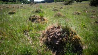 Im Naturschutzgebiet Dellenhäule in Baden-Württemberg stehen manchmal Tausende Ameisenhügel zusammen. (Archivbild)