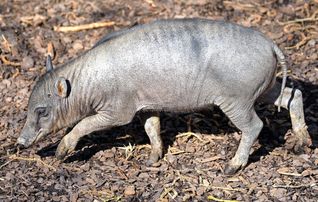 Das kleine Hirscheber-Ferkel in der Stuttgarter Wilhelma