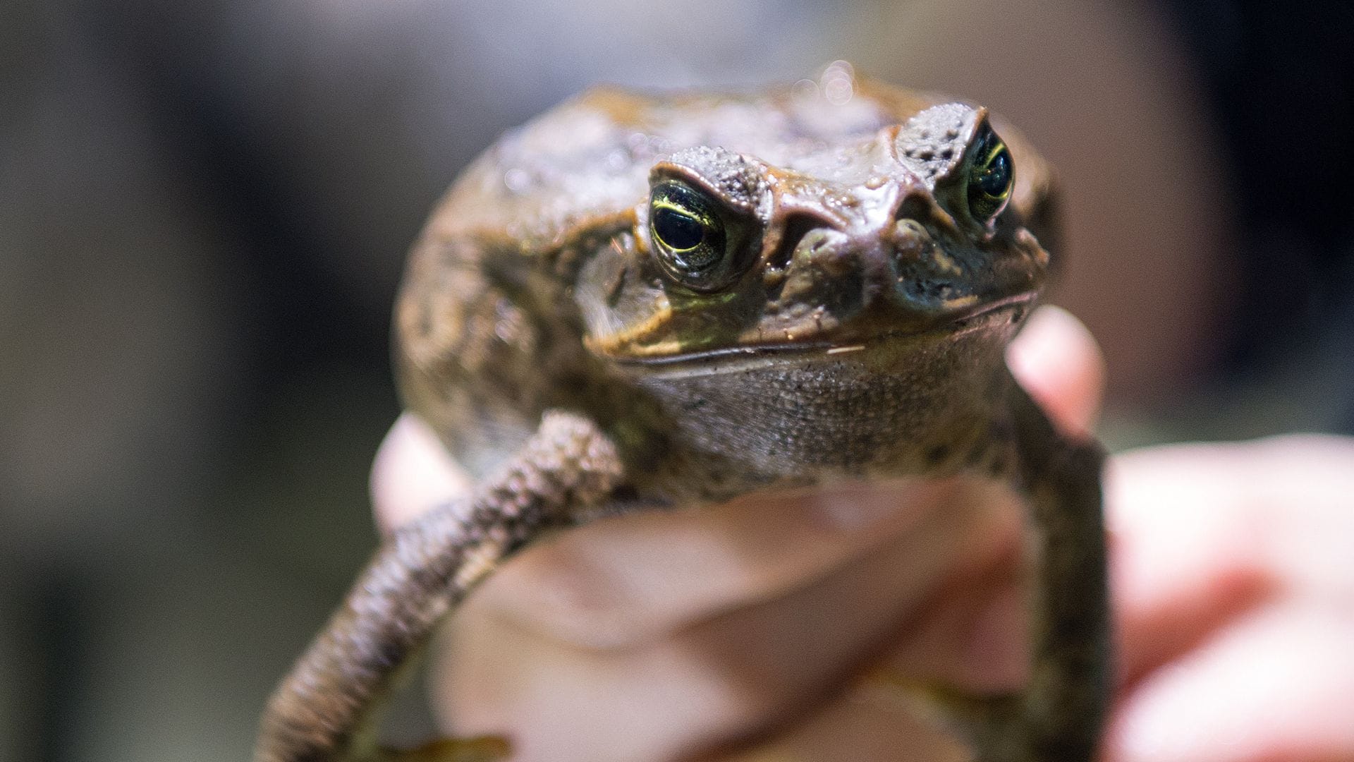 Die Aga–Kröte ist in Australien eine Bedrohung für die einheimischen Tiere. Aber es gibt Menschen, die ihr toxisches Sekret vom Nacken toll finden, um sich in einen Rauschzustand zu versetzen.