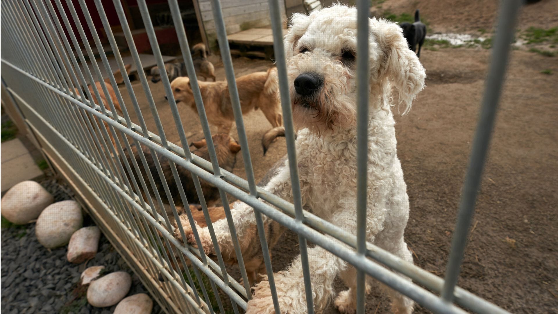 Beim dem Handel von Hunden und Katzen werden in Europa Milliarden Euro umgesetzt. Die EU will nun dafür sorgen, dass Züchter und Halter einige Mindeststandards einhalten.